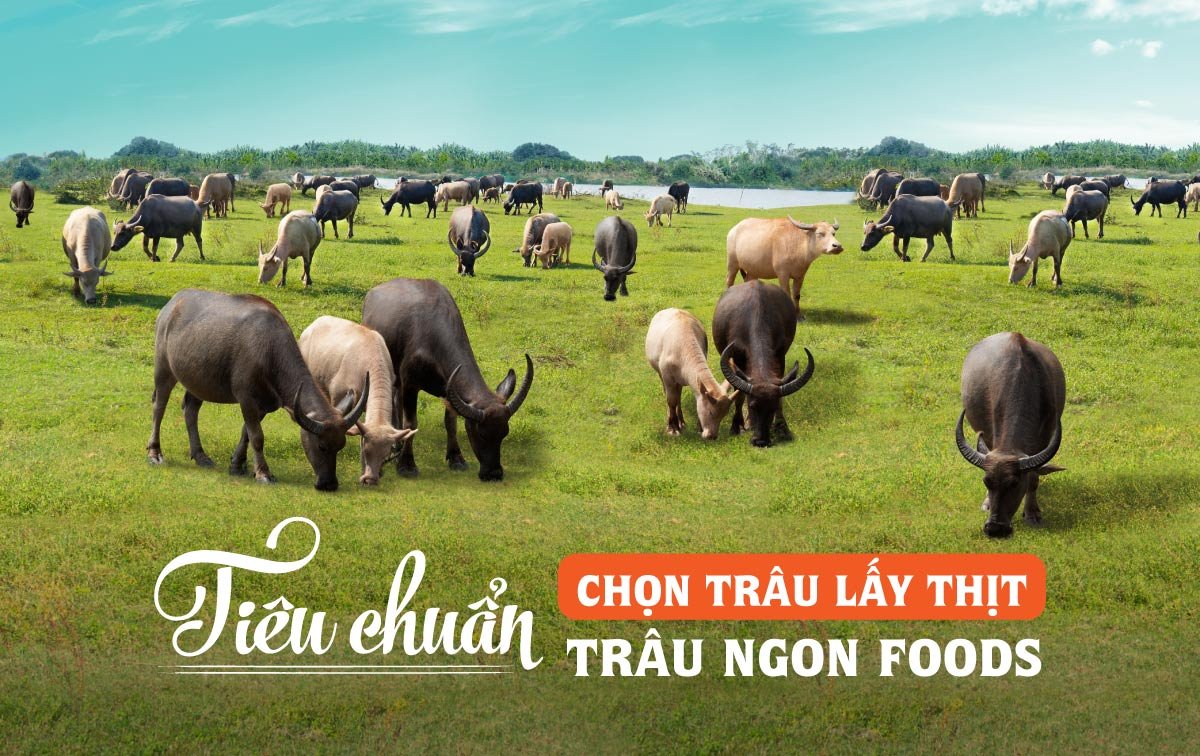 [Tiêu chuẩn chọn trâu ngặt nghèo!] YẾU TỐ QUAN TRỌNG TẠO NÊN SỰ NGỌT MỀM ĐẶC TRƯNG CỦA "THỊT TRÂU GIẬT 180 PHÚT"!